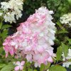 Hydrangea paniculata 'Vanille Fraise'® 'Renhy' - hortenzie latnatá