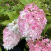 Hydrangea paniculata 'Vanille Fraise'® 'Renhy' - hortenzie latnatá