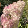 Hydrangea paniculata 'Vanille Fraise'® 'Renhy' - hortenzie latnatá