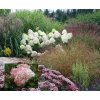 Hydrangea paniculata 'Vanille Fraise'® 'Renhy' - hortenzie latnatá