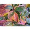 Hydrangea paniculata 'Wim's Red'® - hortenzie latnatá