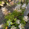 Hydrangea paniculata 'Baby Lace' - hortenzie latnatá