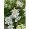 Hydrangea paniculata 'Baby Lace' - hortenzie latnatá