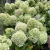 Hydrangea paniculata LIVING LITTLE PASSION