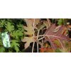 Hydrangea quercifolia 'Ice Crystal'® - hortenzie dubolistá