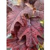Hydrangea quercifolia Ruby Slipper