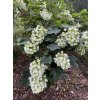 Hydrangea quercifolia 'Snowflake' - hortenzie dubolistá