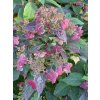 Hydrangea serrata Beni gaku