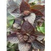 HYDRANGEA serrata 'DARE DEVIL' - hortenzie pilovitá