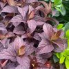 HYDRANGEA serrata 'DARE DEVIL' - hortenzie pilovitá