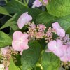 Hydrangea serrata 'Dolmyf' - hortenzie pilovitá