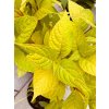 Hydrangea serrata 'Golden Sunlight' - hortenzie pilovitá