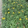 Hypericum calycinum - třezalka kalíškatá