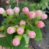 Hypericum 'Miracle Blossom' - třezalka