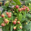 Hypericum 'Miracle Wonder' - třezalka