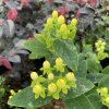 Hypericum x inodorum 'Kolmasun' MAGICAL® SUNSHINE - třezalka