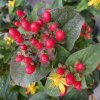 Hypericum x inodorum 'Magical impression' - třezalka nevonná