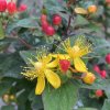 Hypericum x inodorum 'Magical impression' - třezalka nevonná