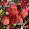 Chaenomeles cathayensis - kdoulovec čínský
