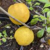 Chaenomeles japonica 'Cido' - kdoulovec japonský