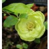 Chaenomeles speciosa 'Kinshiden' - kdoulovec