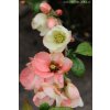 Chaenomeles speciosa 'Moerloosei' - kdoulovec lahvicovitý