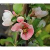 Chaenomeles superba (x) 'Flocon Rose' - kdoulovec nádherný