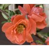 Chaenomeles superba (x) 'Mango Storm' PBR - kdoulovec nádherný