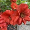 Chaenomeles superba (x) 'Mango Storm' PBR - kdoulovec nádherný