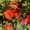 Chaenomeles superba (x) 'Orange Storm' PBR - kdoulovec nádherný