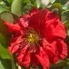 Chaenomeles superba (x) 'Orange Storm' PBR - kdoulovec nádherný