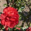 Chaenomeles superba (x) 'Scarlet Storm' PBR - kdoulovec nádherný