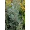 Chamaecyparis lawsoniana 'Columnaris Resy' - cypříšek lawsonův