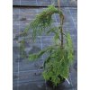 Chamaecyparis lawsoniana 'Dicks Weeping' - cypříšek lawsonův