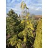 Chamaecyparis lawsoniana 'Filips Golden Tears' - cypříšek lawsonův