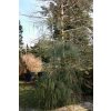 Chamaecyparis lawsoniana 'Imbricata Pendula' - cypřišek Lawsonův
