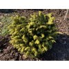 Chamaecyparis lawsoniana 'Jeanette' - cypříšek lawsonův