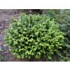 Chamaecyparis lawsoniana 'Jeanette' - cypříšek lawsonův