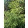 Chamaecyparis lawsoniana 'Karaca' - cypříšek lawsonův