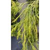 Chamaecyparis lawsoniana 'Karaca' - cypříšek lawsonův