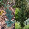 Chamaecyparis lawsoniana 'Wissels Saguaro' - cypříšek lawsonův
