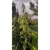 Chamaecyparis nootkatensis 'Gloria Polonica - cypříšek nutkajský