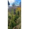 Chamaecyparis nootkatensis 'Kanada' - cypříšek nutkajský