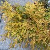 Chamaecyparis obtusa 'Bronze Pygmy' - cypříšek tupolistý