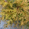 Chamaecyparis obtusa 'Bronze Pygmy' - cypříšek tupolistý