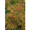 Chamaecyparis obtusa 'Bronze Pygmy' - cypříšek tupolistý