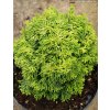 Chamaecyparis obtusa 'Butterball' - cypřišek tupolistý