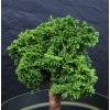 Chamaecyparis obtusa 'Hage' - cypřišek tupolistý