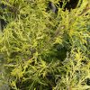 Chamaecyparis pisifera 'Filifera Aurea' - cypříšek hrachonosný