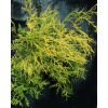 Chamaecyparis pisifera 'Filifera Aurea Nana' - cypřišek hrachonosný